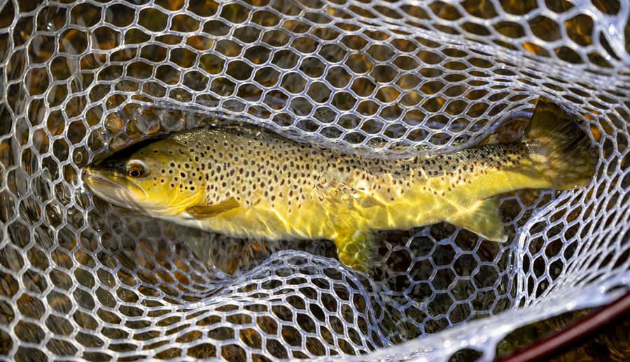 Wild brown trout resting in a landing net
