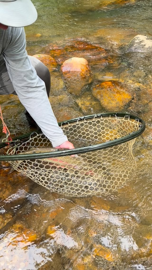 Releasing a wild brown trout back to the stream
